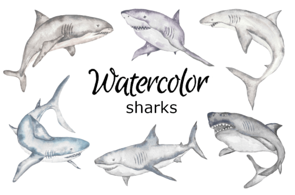 Shark Watercolor Clipart: A Designer’s Real-World Review
