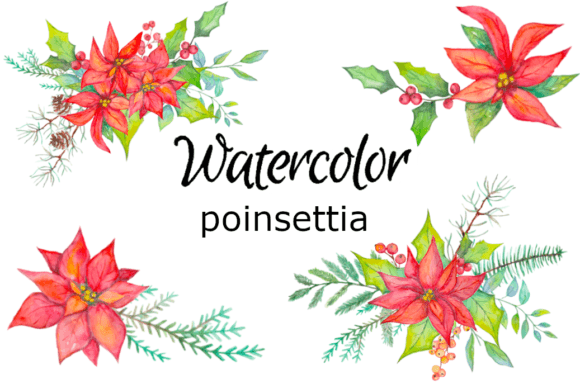 Watercolor Clipart Pointessia Flowers & Illustrations