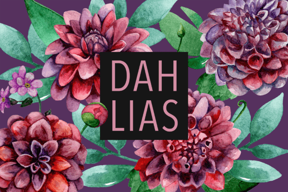 Watercolor Floral Dahlias Clipart Png & Illustrations