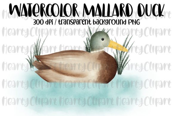 Watercolor Mallard Duck PNG Drawing & Illustrations